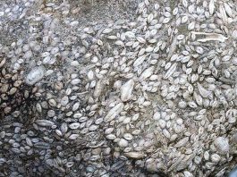 Sivas 55 milyon yaşında deniz canlısı fosil bulundu!