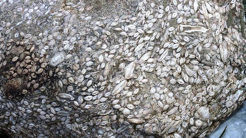 Sivas 55 milyon yaşında deniz canlısı fosil bulundu!