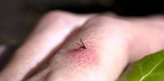 Sivrisinek tehlikesi: Kırmızı ve koyu renk sinekleri çekiyor!