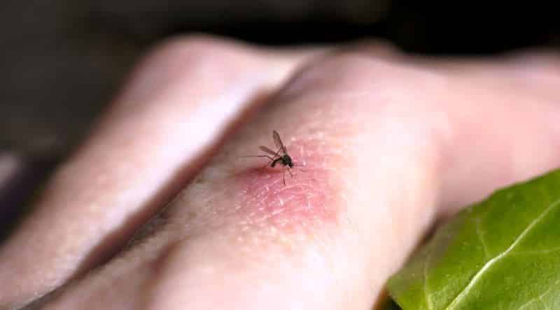 Sivrisinek tehlikesi: Kırmızı ve koyu renk sinekleri çekiyor!
