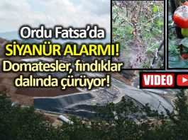 Ordu Fatsa siyanür altın madeni Domatesler ve fındıklar dalında çürüyor!
