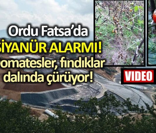 Ordu Fatsa siyanür altın madeni Domatesler ve fındıklar dalında çürüyor!