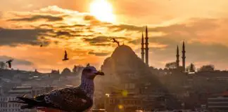 Greenpeace: İstanbul’da son 40 yılın en sıcak Kasım ayını yaşıyoruz, hiç doğal değil sıcaklık