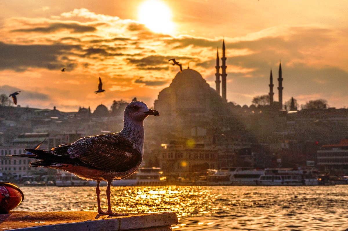Greenpeace: İstanbul da son 40 yılın en sıcak Kasım ayını yaşıyoruz, hiç doğal değil