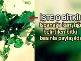 Ispanağa karıştığı belirtilen bitkinin fotoğrafı basınla paylaşıldı