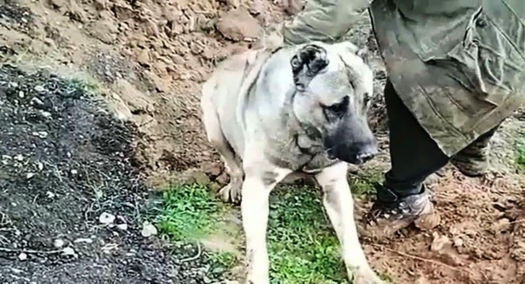 Hatay�da zehirlenen köpek ile ilgili soruşturma başlatıldı