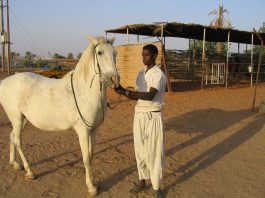 Sudan dan at eti gelecek!