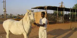 Sudan’dan at eti ithal edilecek! Sudan dan at eti gelecek!