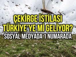 Çekirge istilası Türkiye ye mi geliyor? Sosyal medyada bir numarada!