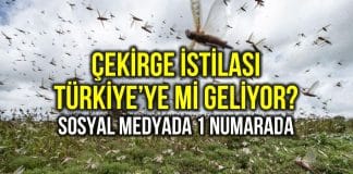 Çekirge istilası Türkiye ye mi geliyor? Sosyal medyada bir numarada!