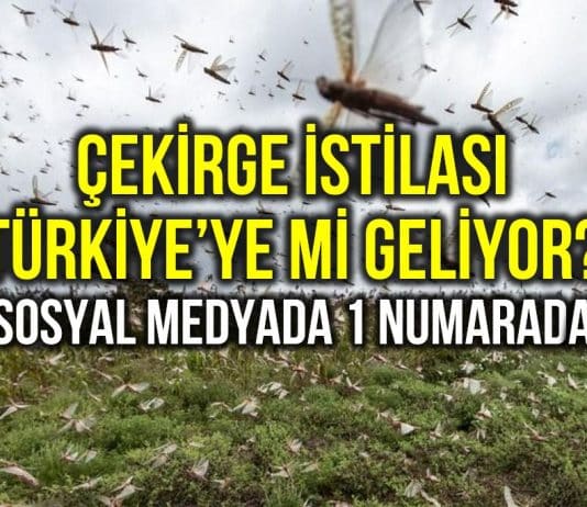 Çekirge istilası Türkiye ye mi geliyor? Sosyal medyada bir numarada!