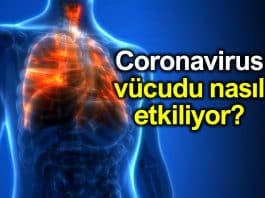 Corona virüsü (Covid-19) vücudu nasıl etkiliyor?
