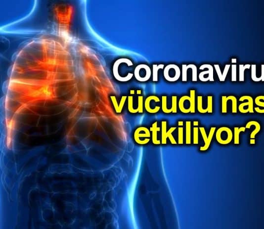Corona virüsü (Covid-19) vücudu nasıl etkiliyor?