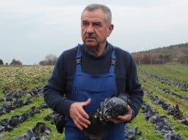 Çiftçi uyarıyor: Otu, böceği öldüren pestisit; insanı da öldürüyor!