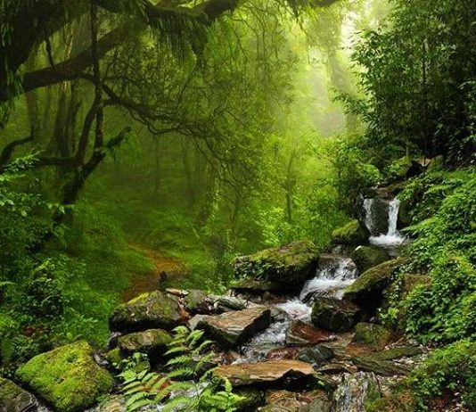 Doğa fısıldıyor: Hatırla insan!