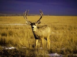 Virüs fısıldıyor: Yavaşla!