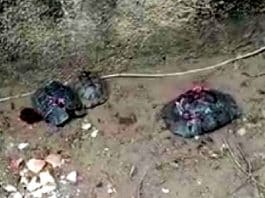 Alanya da çok sayıda kaplumbağa taşla ezilerek öldürüldü