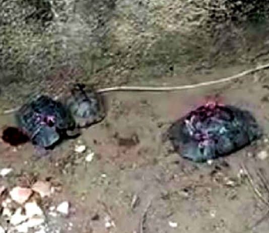 Alanya da çok sayıda kaplumbağa taşla ezilerek öldürüldü