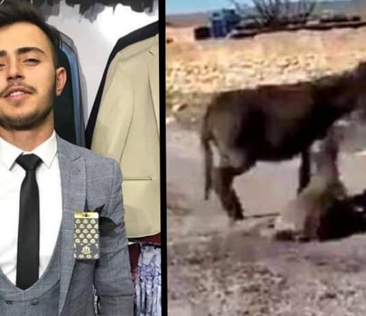 Berat Kaya isimli şahıs yavru eşeği köpeklere öldürttü, serbest bırakıldı!