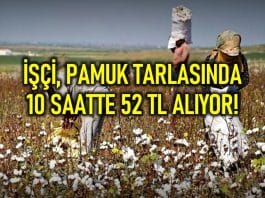 İşçiler pamuk tarlasında 10 saatte 52 TL alıyor!