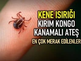 Kırım Kongo Kanamalı Ateşi nedir? Kene ısırığı durumunda ne yapılmalı?