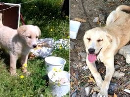 bıçaklayarak köpek