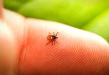 Lyme hastalığı nedir? Kene ısırığı ile bulaşıyor sessizce ilerliyor! lyme kene