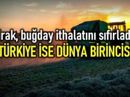 buğday
