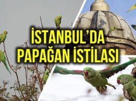 istanbul yeşil papağan