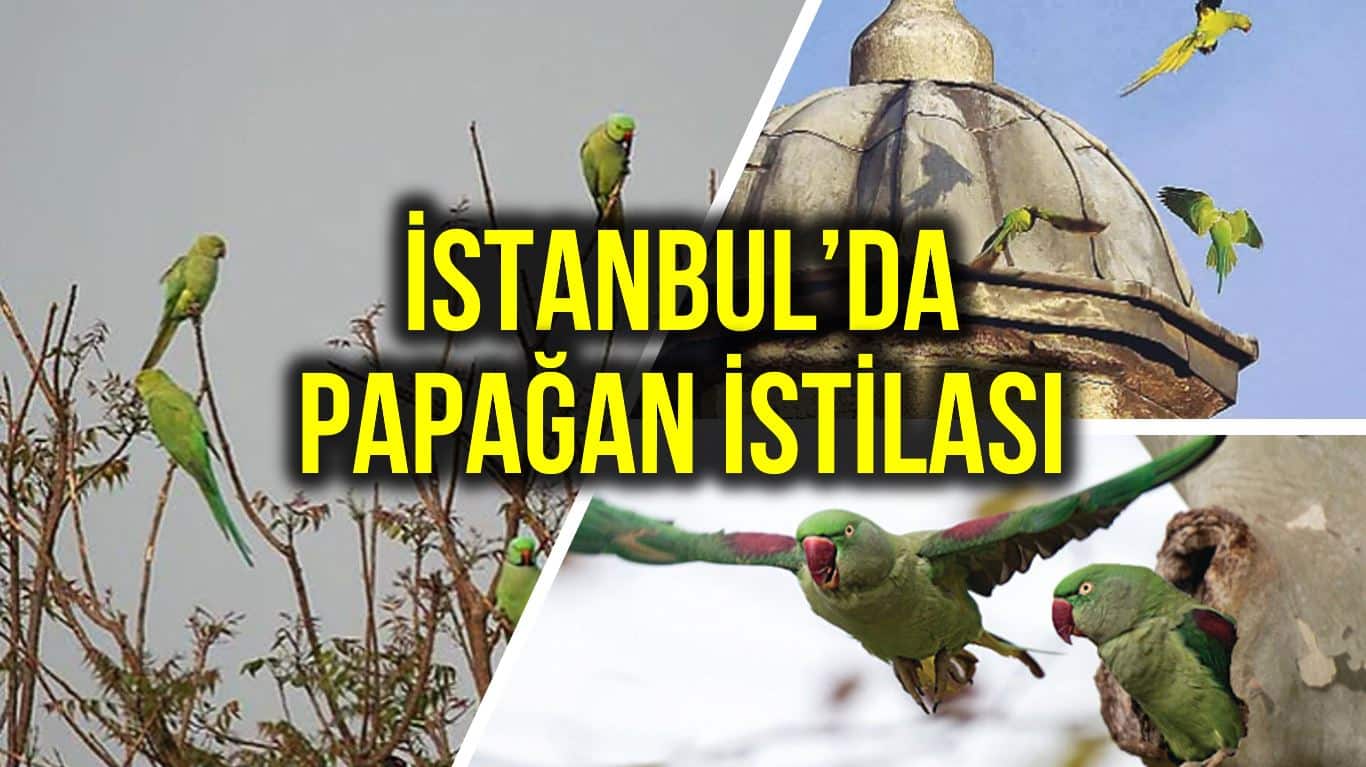 istanbul yeşil papağan