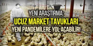 Yeni araştırma: Ucuz market tavukları yeni pandemilere yol açabilir! ucuz tavuk pandemi