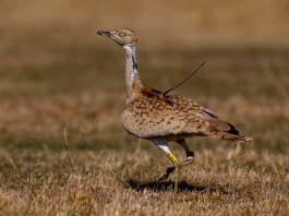 yakalı toy kuşu yozgat