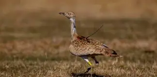7 yıl sonra görülen yakalı toy kuşu Yozgat’ta vuruldu yakalı toy kuşu yozgat