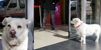 Sahibi tedavi gören Boncuk, 5 gündür hastane kapısında bekliyor! Sahibi tedavi gören Boncuk, 5 gündür hastane kapısında bekliyor!