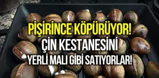 Yerli malı gibi Çin kestanesi satılıyor: Pişince köpürüyor! Yerli malı gibi Çin kestanesi satıyorlar: Pişince köpürüyor!