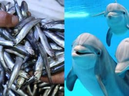 Hamsinin çoğalması için tepki çeken öneri: Yunusları avlayalım