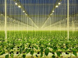 Hollanda tarım ihracatı 116 milyar doları aşarak rekor kırdı!