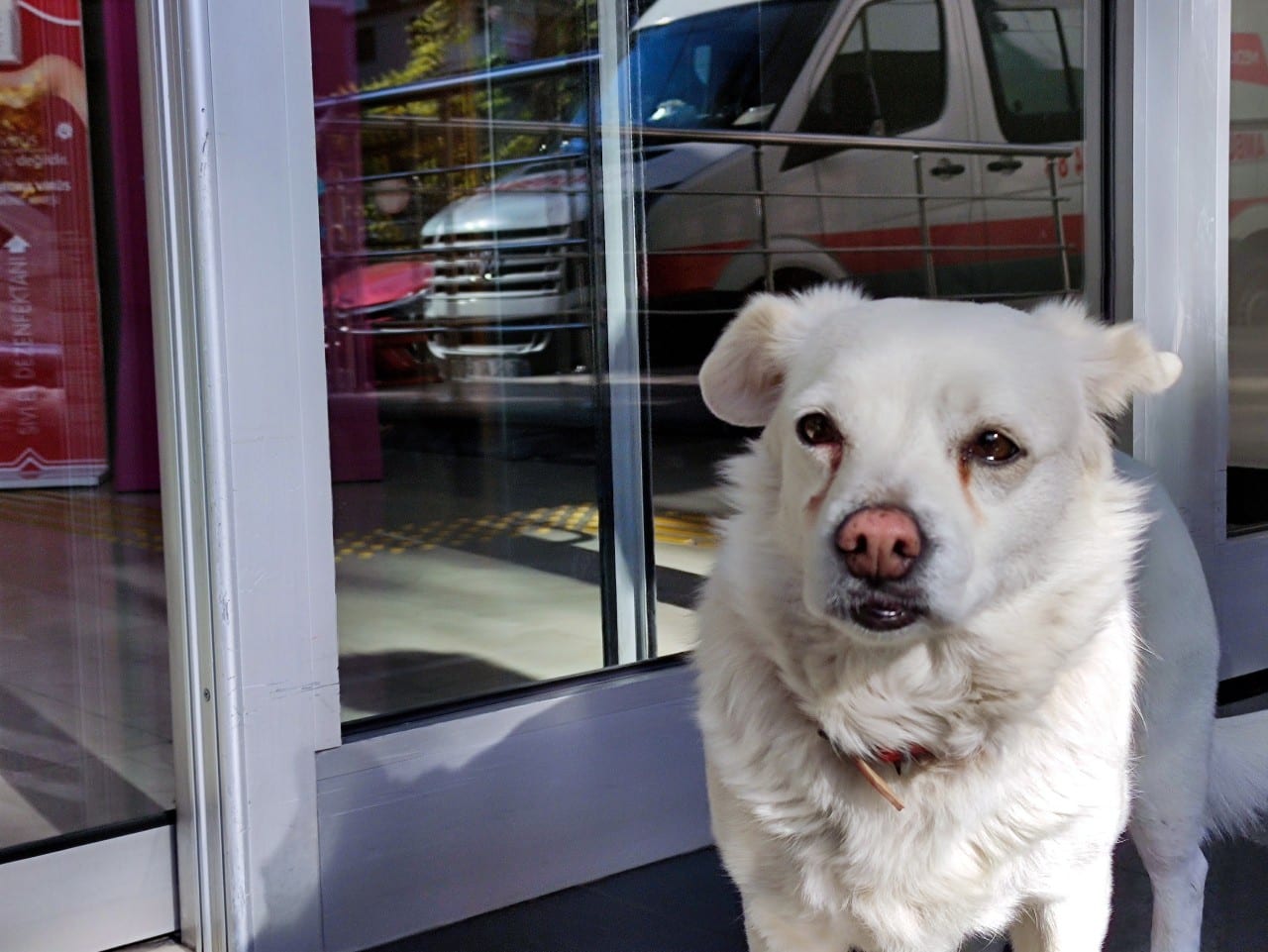 hastane kapısında sahibini bekleyen köpek