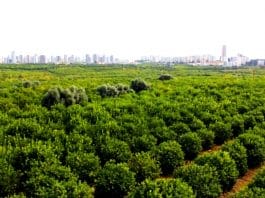 Mersin Mezitli 60 bin narenciye ağacı sanayi sitesi için kesilecek