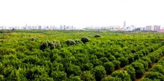 Mersin Mezitli 60 bin narenciye ağacı sanayi sitesi için kesilecek