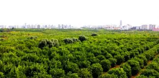 Mersin Mezitli’de 60 bin narenciye ağacı sanayi sitesi için kesilecek Mersin Mezitli 60 bin narenciye ağacı sanayi sitesi için kesilecek