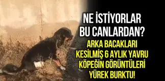 Edirne’de arka bacakları kesilmiş halde 6 aylık yavru köpek bulundu Edirne arka bacakları kesilen 6 aylık yavru köpek bulundu sohayko