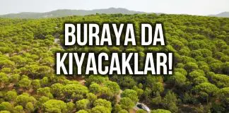 Kozak Yaylası’nda bulunan Türkiye’nin en kaliteli fıstıkçamı ormanı, taşocağı tehdidi altında! fıstıkçamı ormanı