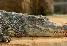 tuhaf antik güzellik sırları