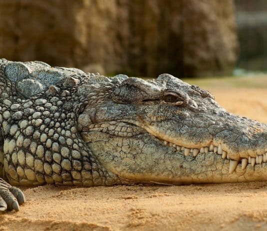 tuhaf antik güzellik sırları
