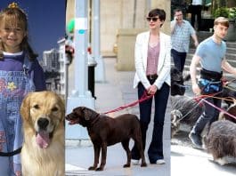 köpek gezdiriciliği nedir