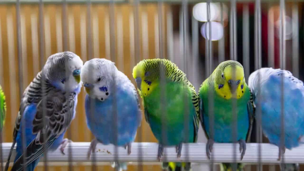 Evlerde beslenen kuşlar alerjik reaksiyona neden olabilir!