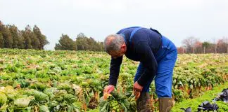 Pestisit zehirlenmeleri artıyor: Türkiye’de çiftçilerin saçında bile pestisit kalıntısı var! Pestisit zehirlenmeleri Türkiye çiftçilerin saçında bile pestisit kalıntısı var!