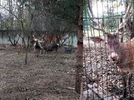 Zonguldak hayvanat bahçesindeki geyiği çalıp yediler!