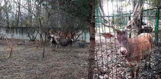 Zonguldak hayvanat bahçesindeki geyiği çalıp yediler!
